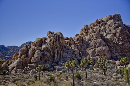 Kraštovaizdis,  Akmenys,  Dykuma,  Joshua & Nbsp,  Medis,  Paminklas,  Kalifornija,  Nevaisinga,  Mažas & Nbsp,  Teptukas,  Rocks Of Joshua Tree California