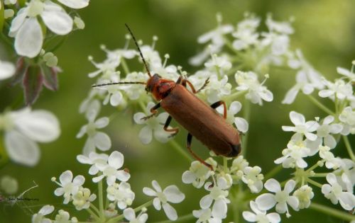 Vabalas,  Klaidas,  Maroon Beetle