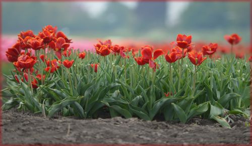 Tulpės,  Holland,  Geltona,  Gėlės,  Gamta,  Pavasaris,  Raudonos Tulpės