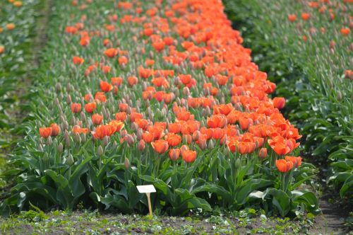 Tulpės,  Holland,  Kultūra,  Gėlės,  Raudonos Tulpės