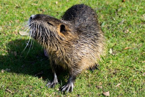 Graužikas, Ondatra Zibethicus, Padaras, Muskratas, Nager, Vole, Gamta, Gyvūnai, Pavasaris, Saulė