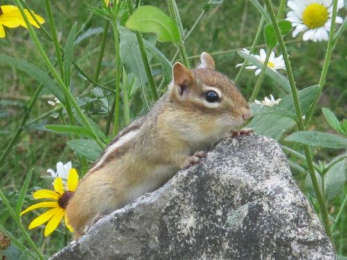 Graužikas, Fauna, Gyvūnai, Gamta