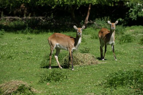 Stiragai, Pieva, Laukiniai, Aštraus Gėlė, Gamta, Augalas, Vasara, Scheu, Miškas