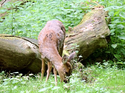 Stiragai, Paarhufer, Žinduolis, Ricke, Miškas, Fauna, Gamta, Laukiniai, Elnias, Laukinis Gyvūnas, Miško Gyvūnų Parkas, Laukinio Gyvenimo Parkas, Gyvūnas, Vasaros Kailis, Kailis, Raudona Ruda, Žolėdžius, Scheu, Švelnus, Bobutė, Pieva, Krūmai, Žalias, Valgymas, Žurnalas