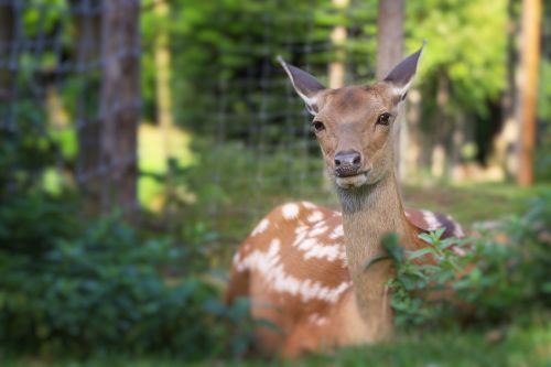 Stiragai, Melas, Miškas, Gyvūnas, Gamta, Zoologijos Sodas, Pieva, Uždaryti, Portretas