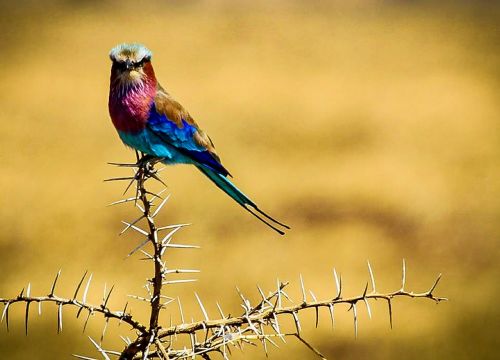 Roller Coracias Caudatus, Paukštis, Tanzanija, Afrika, Serengečio Nacionalinis Parkas, Safari, Paukščiai, Laukinė Gamta