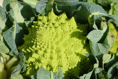 Romanesco, Daržovės, Brassica Oleracea, Žiediniai Kopūstai, Žalias, Šviesiai Žalia, Sveikas, Vitaminai, Žiedynas, Fraktalinė Struktūra, Fibo Spiralė