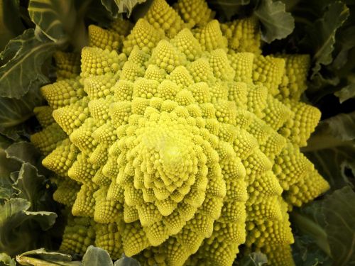 Romanescu,  Romanesco,  Daržovių,  Žiediniai Kopūstai,  Fraktalas,  Abstraktus,  Modelis,  Be Honoraro Mokesčio