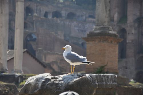 Roma, Italy, Architektūra, Paukštis, Kelionė, Orientyras