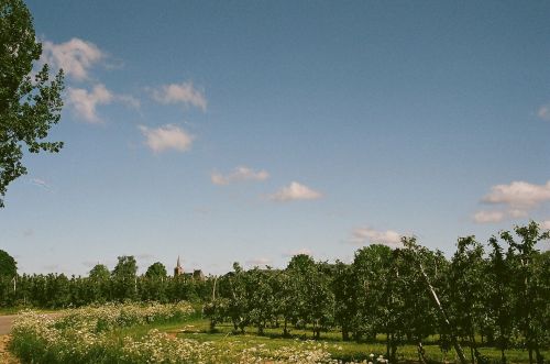 Vaisių Sodas,  Žemdirbystė,  Nyderlandai,  Žemės Ūkio Kraštovaizdis