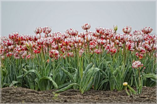 Raudona,  Balta,  Tulpės,  Holland,  Beemster,  Pavasaris,  Gamta,  Gėlės,  Raudonos Ir Baltos Tulpės