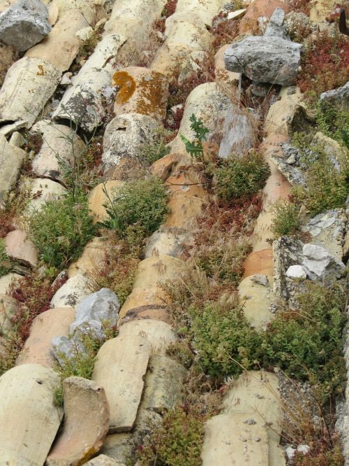 Stogo Čerpės, Senas, Sukulentai, Sedum, Samanos, Žalias, France