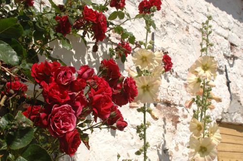 Ros, Rožės, Gėlės, Raudona Roze
