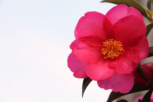 Rosa, Pavasaris, Gėlė, Gamta, Augalas, Rožinė Gėlė, Žiedlapiai