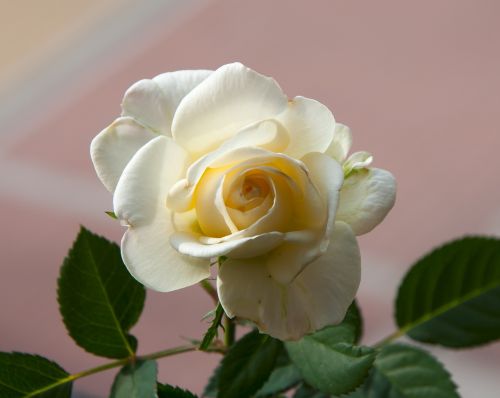 Rosa, Žiedlapiai, Baltos Rožės, Tekstūra