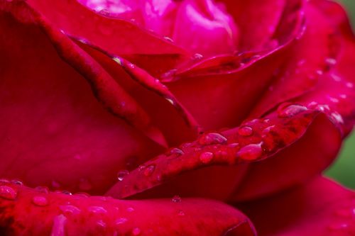 Rosa, Raudona Roze, Gėlė, Raudona Gėlė, Gėlės, Sodas, Gamta
