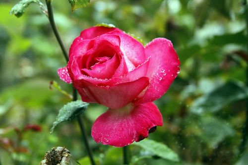 Rosa, Gėlė, Gamta, Raudona, Purkšti