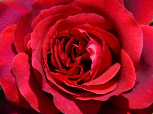Rosa, Raudona Roze, Sant Jordi, Išsamiai, Rožinis Fonas
