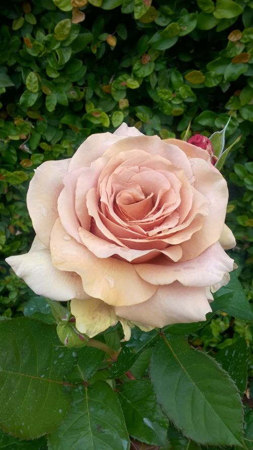 Rosa, Gėlė, Antikvariniai Rožiniai, Gamta, Pavasaris