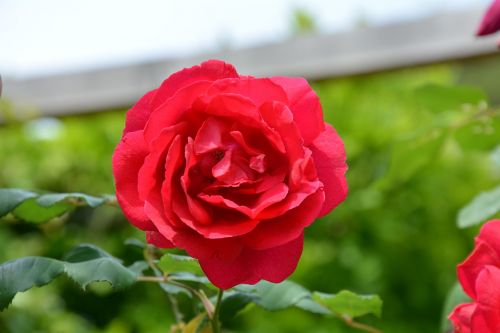 Rosa, Gėlė, Raudona Roze