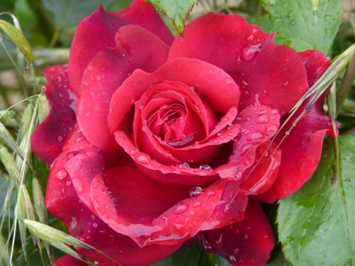 Rosa, Drėgmė, Raudonos Rožės Lašai, Grožis, Gėlė, Rožių Krūmas