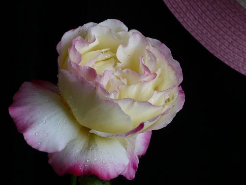 Rosa, Gėlė, Geltona