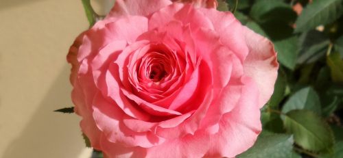 Rosa, Gėlių Spalvos Rausva, Rožinė Gėlė, Gamta, Romantizmas, Pavasaris, Grožis