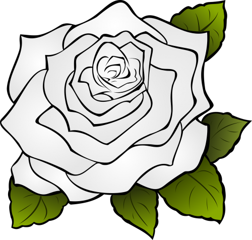 Rosa, Gėlė, Balta, Balta Rožė, Gamta, Subtilus, Žiedlapiai, Nemokama Vektorinė Grafika