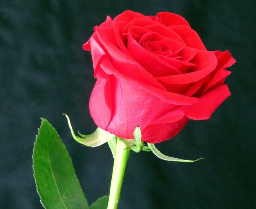 Rosa, Gėlė, Raudona, Raudona Roze, Rožinis Fonas