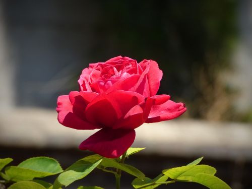 Rosa, Raudona Roze, Gėlė, Raudona, Gamta, Augalai