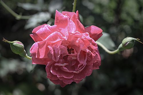 Rosa, Gėlė, Gamta