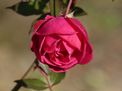 Rosa, Rocio, Gėlių Šviežumas, Rožių Krūmas