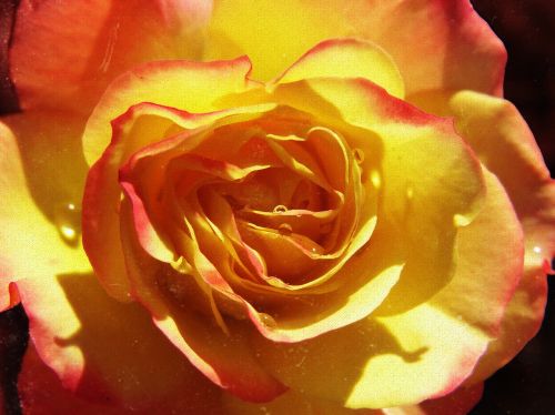 Rosa, Žiedlapiai, Geltona Rožė, Grunge, Tekstūra, Grožis, Vintage