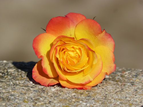Rosa, Žiedlapiai, Geltona Rožė, Grožis, Rocio