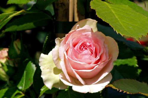 Rosa, Gėlė, Žiedlapiai, Dekoratyvinis Augalas, Rožinė Gėlė