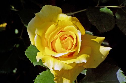 Rosa, Geltona Rožė, Gėlė, Žiedlapiai, Dekoratyvinis Augalas, Geltona Gėlė, Sodas