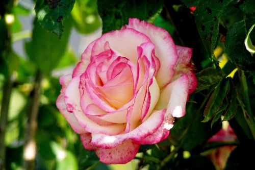 Rosa, Gėlė, Rožinė Rožė, Žiedlapiai, Dekoratyvinis Augalas, Rožinė Gėlė
