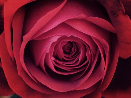 Rosa, Išsamiai, Tekstūra, Žiedlapiai, Fonas, Sant Jordi