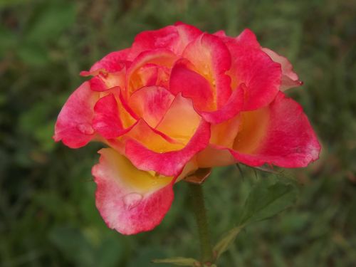Rosa, Gamta, Gėlė