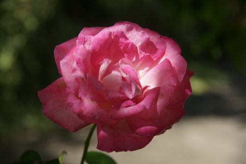 Rosa, Gamta, Gėlė