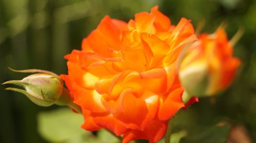 Rosa, Oranžinė, Gėlės