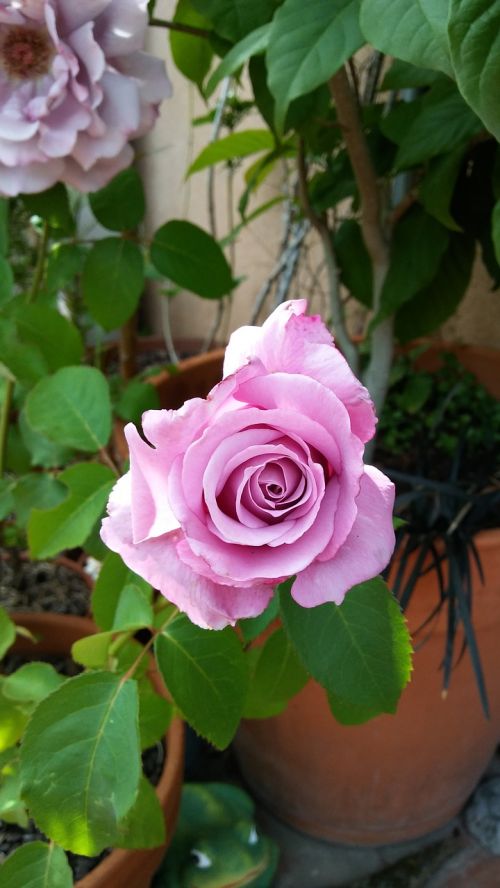 Rosa, Gėlė, Rožinė Gėlė