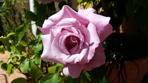 Rosa, Rožinė Gėlė, Rožės, Rožinės Gėlės