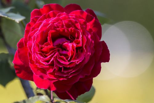Rosa, Gėlė, Pavasaris