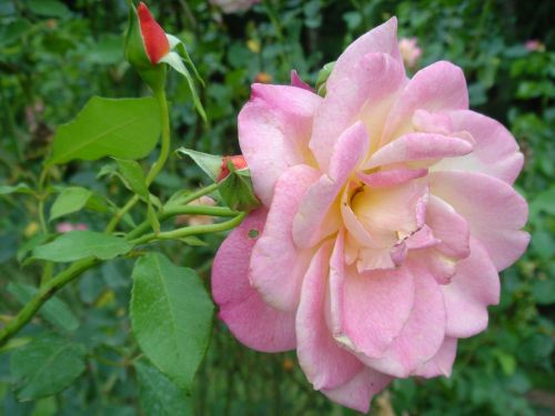 Rosa, Gėlė, Augalas
