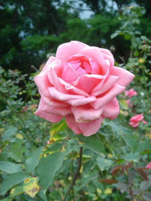 Rosa, Gėlė, Augalas