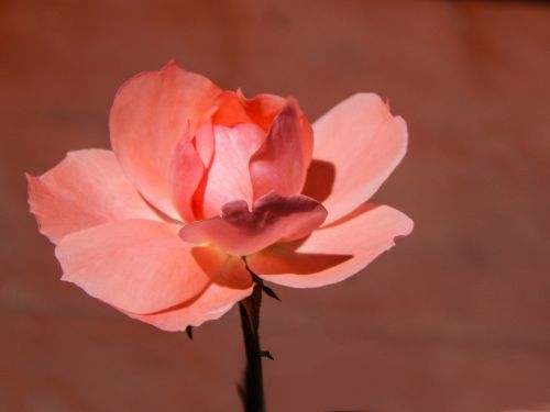 Rosa, Gėlė, Rožinės Žiedlapių, Rožės