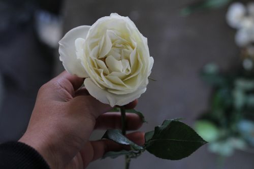 Rosa, Balta, Subtilus Gėlių