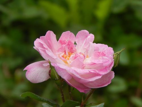 Rosa, Gėlė, Rožinės Žiedlapių, Rožinė Atvira