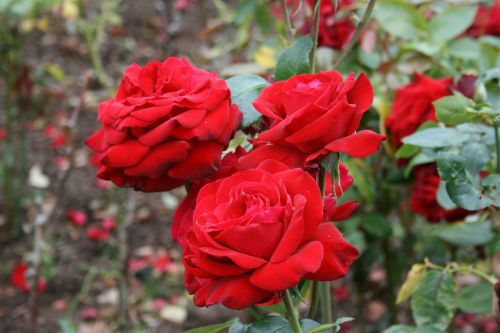 Rosa, Raudona Roze, Gėlė, Raudona, Grožis, Romantizmas, Romantiškas, Raudonos Rožės, Sodas